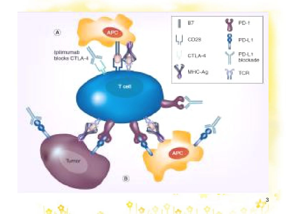 高中生物 第1章 生物科学与健康 1.2 基因诊断与基因治疗课件 新人教版选修2_第3页