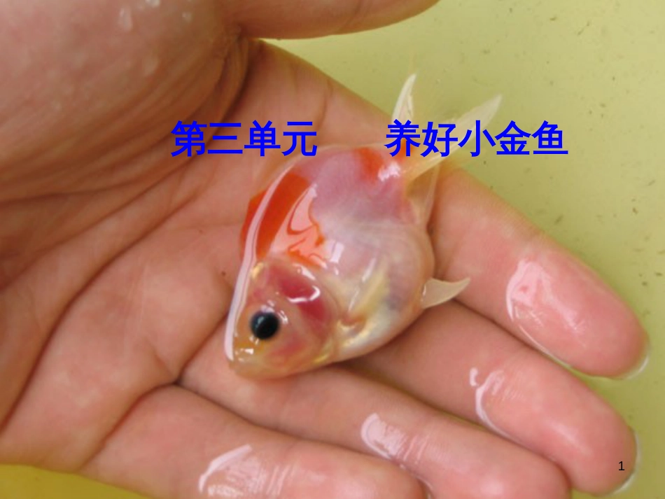 八年级生物下册 13.1 生物的分类课件1 北京版 (903)_第1页