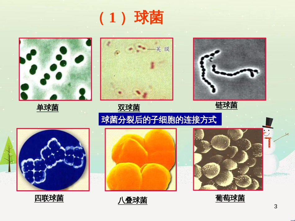 八年级生物下册 13.1 生物的分类课件1 北京版 (1303)_第3页