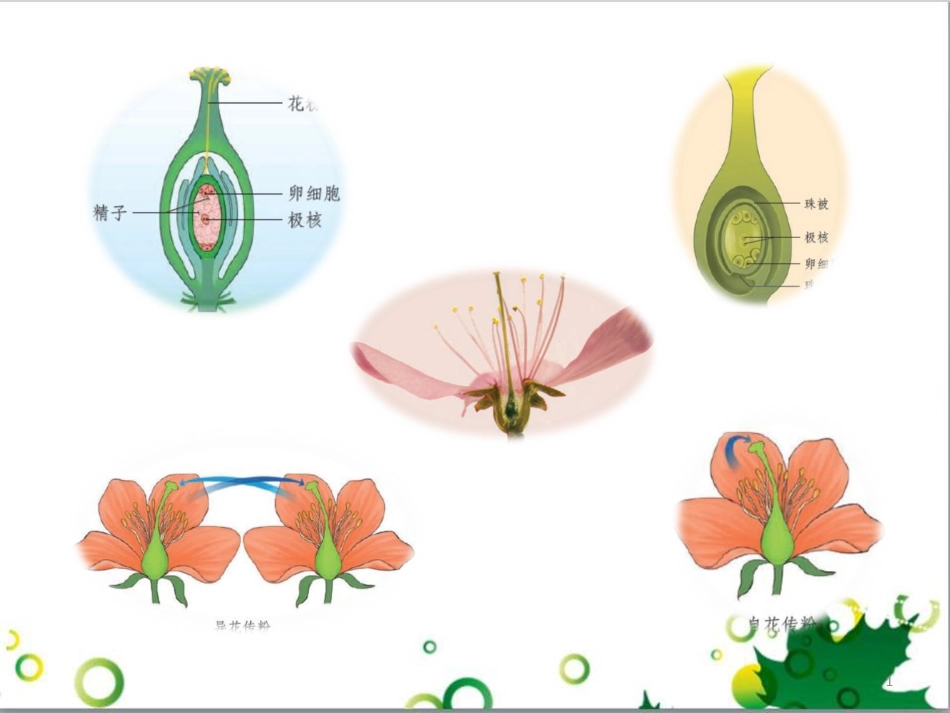 八年级生物上册 第10章 第4节 生物生殖的多种方式课件 北京课改版_第1页