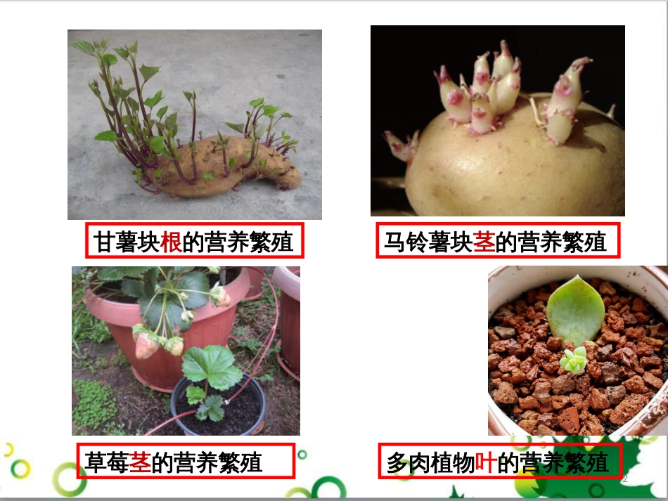 八年级生物上册 第10章 第4节 生物生殖的多种方式课件 北京课改版_第2页