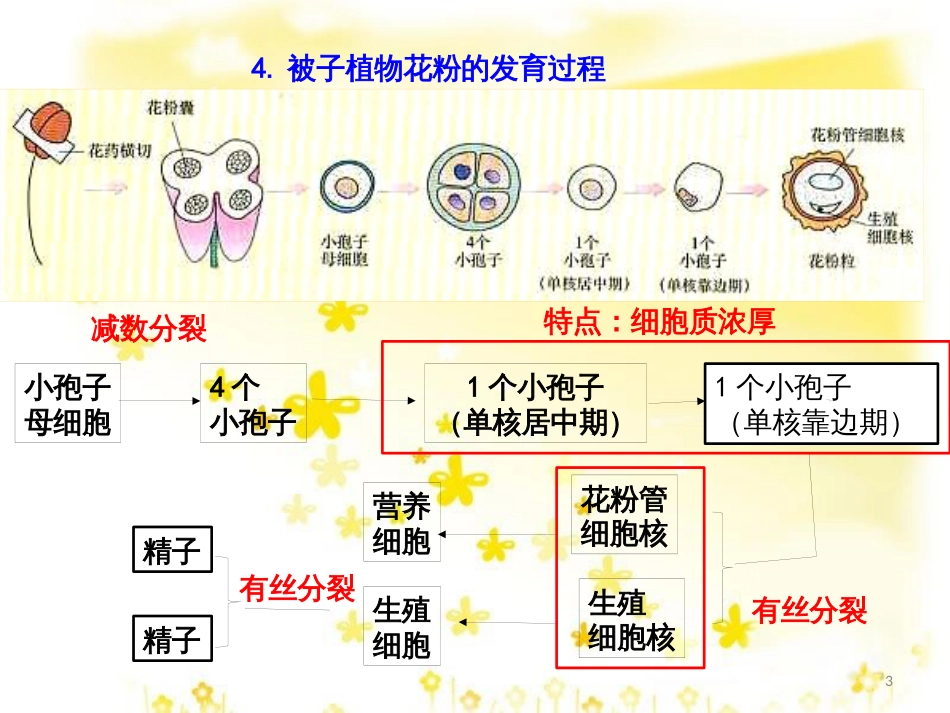 高中生物 专题3 植物的组织培养技术 课题2 月季的花药培养课件 新人教版选修1_第3页