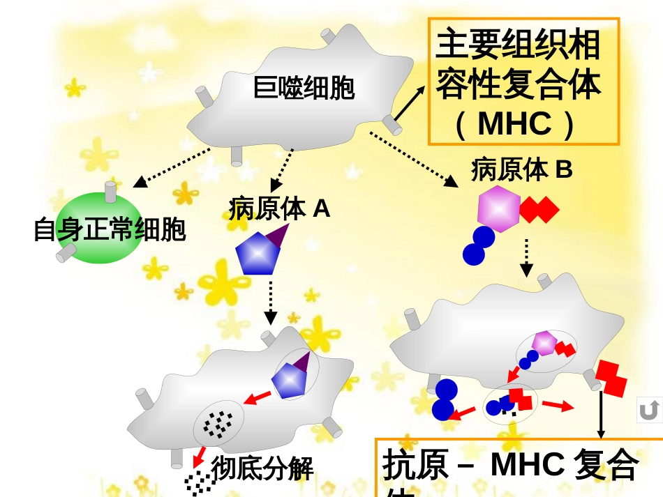 高中生物 第三章 免疫系统与免疫功能 3.2 特异性反应（免疫应答）（第2课时）课件 浙科版必修3_第2页