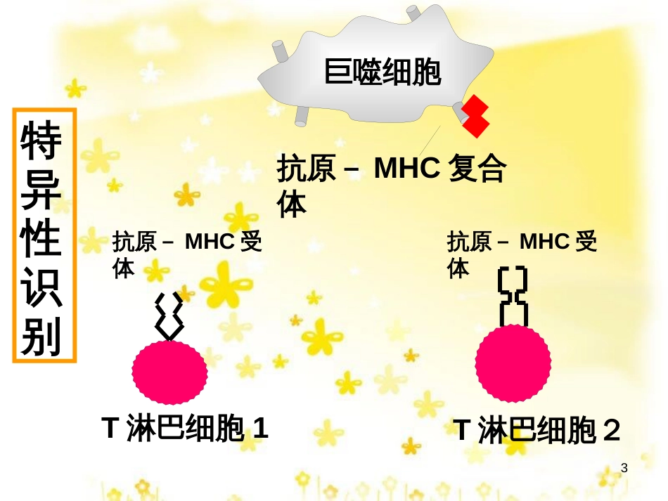 高中生物 第三章 免疫系统与免疫功能 3.2 特异性反应（免疫应答）（第2课时）课件 浙科版必修3_第3页