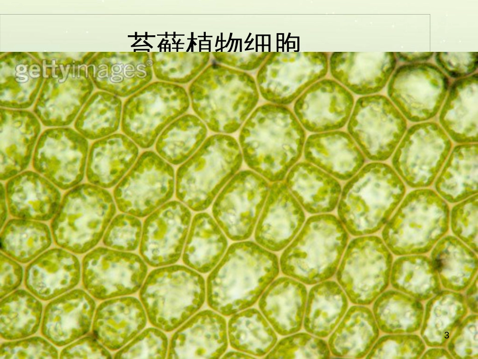 八年级生物上册 5.1.4鱼课件 （新版）新人教版 (4)_第3页