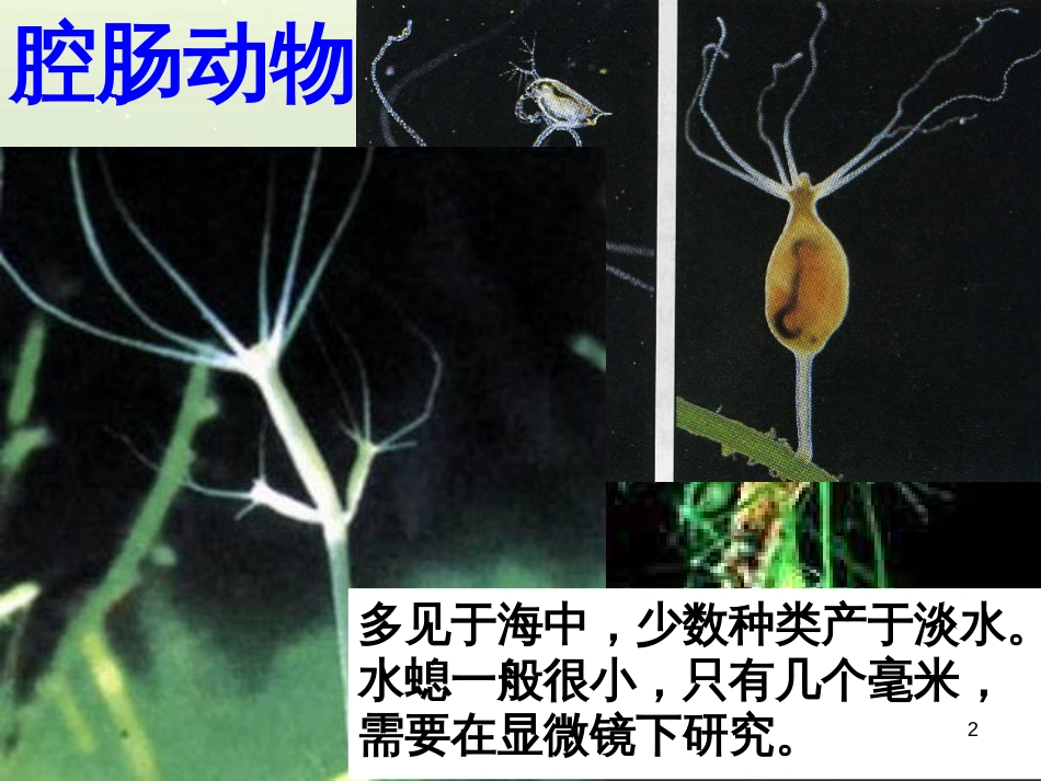 八年级生物下册 13.1 生物的分类课件1 北京版 (1297)_第2页