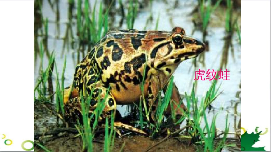 八年级生物下册 第七单元 第一章 第三节 两栖动物的生殖和发育教学课件 新人教版_第3页