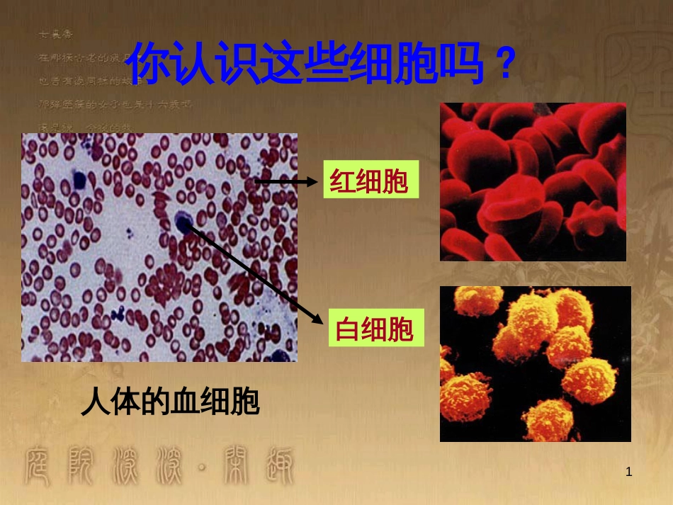 高中生物 5.4 色素提取课件（必修1） (23)_第1页