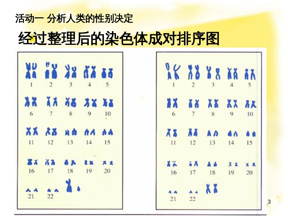 八年级生物下册 第7单元 生命的延续与进化 第22章 第1节《生物的遗传》教学课件 （新版）苏科版_第3页