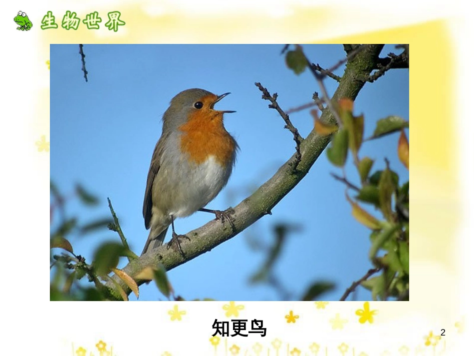 八年级生物下册 第七单元 第一章 第四节 鸟的生殖和发育课件 （新版）新人教版_第2页