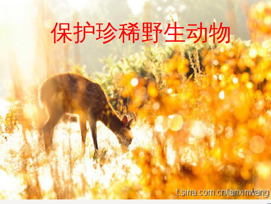 八年级生物下册 13.1 生物的分类课件1 北京版 (652)_第1页
