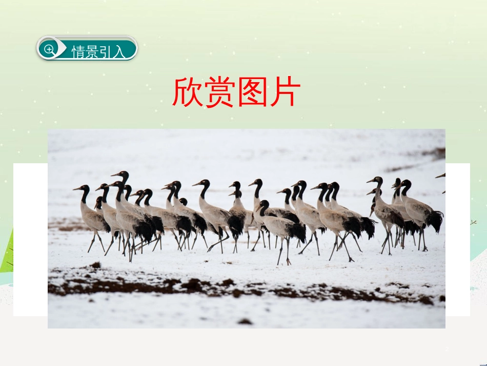 八年级生物下册 13.1 生物的分类课件1 北京版 (752)_第2页
