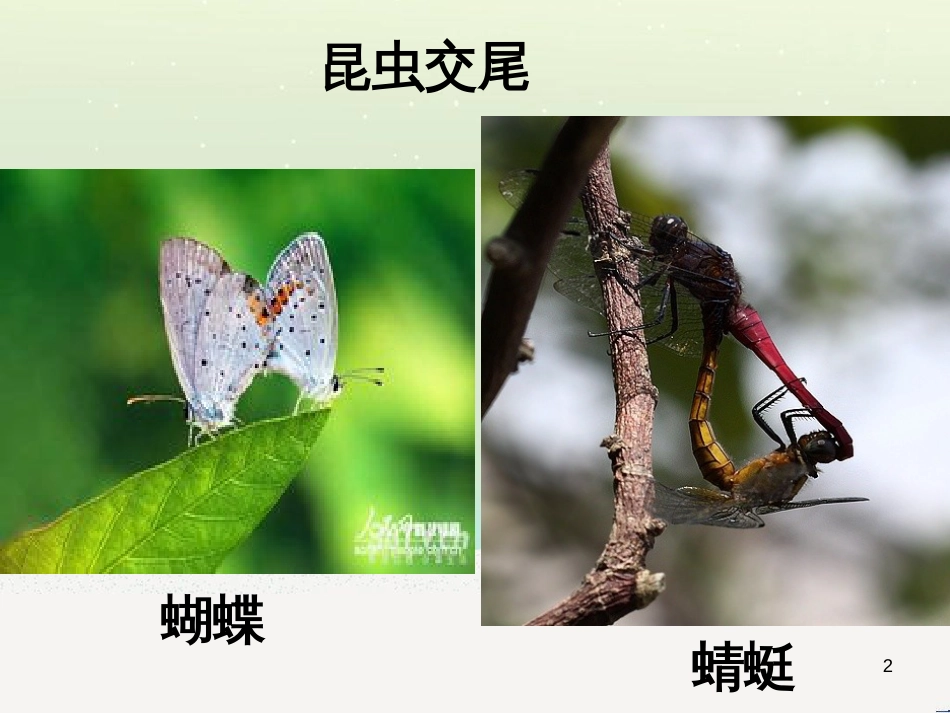 八年级生物上册 19.3《植物的生殖方式》课件1 （新版）北师大版_第2页