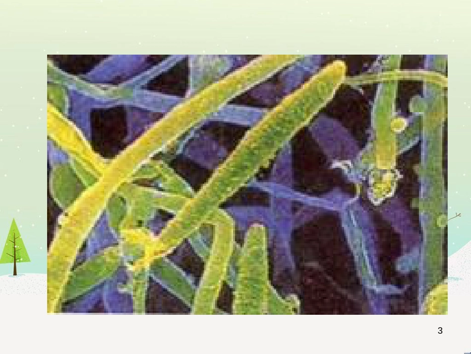 八年级生物下册 13.1 生物的分类课件1 北京版 (141)_第3页