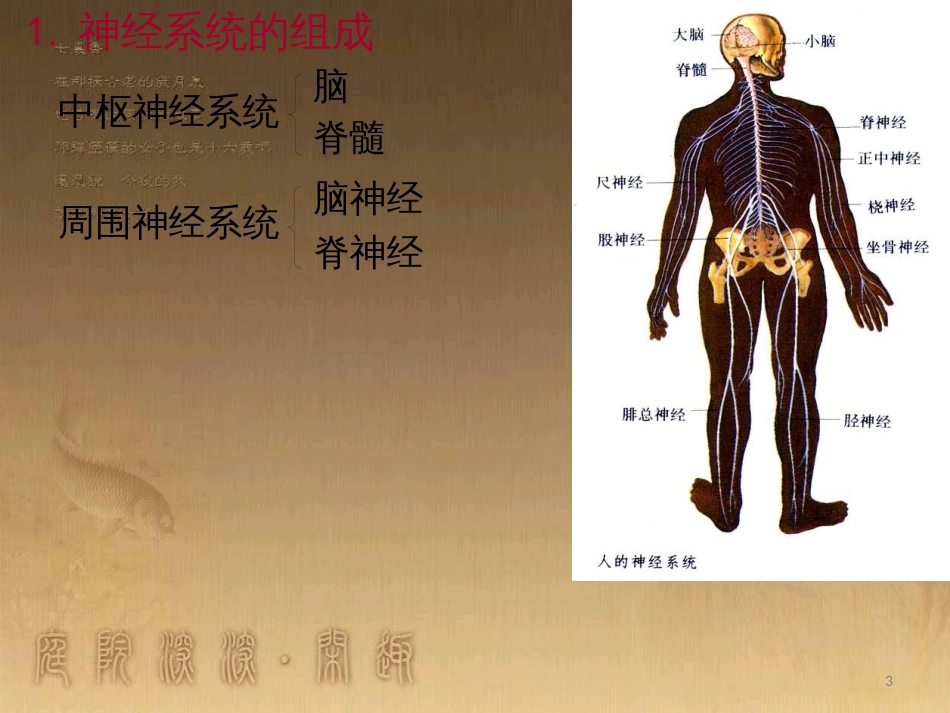 高中生物 第五章 基因突变及其他变异 5.3 人类遗传病课件 新人教版必修2 (77)_第3页