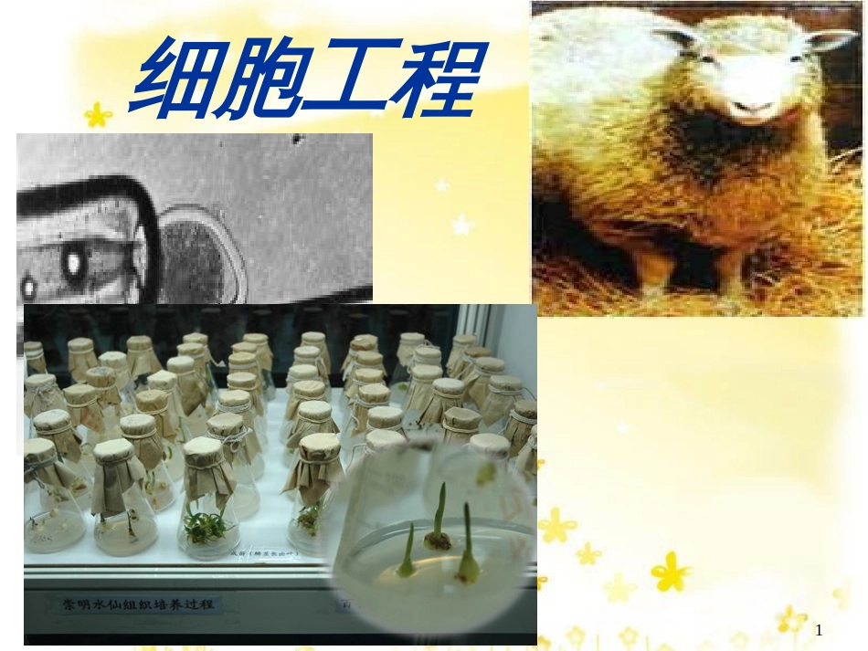 高中生物 专题2 细胞工程课件 新人教版选修3_第1页