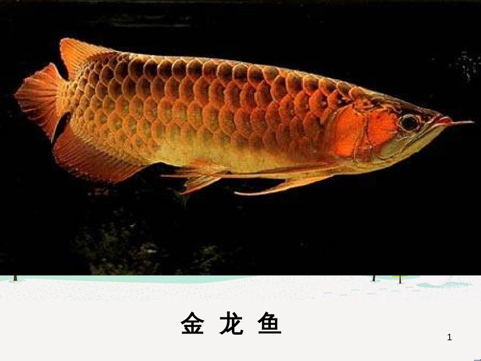 八年级生物下册 13.1 生物的分类课件1 北京版 (911)_第1页