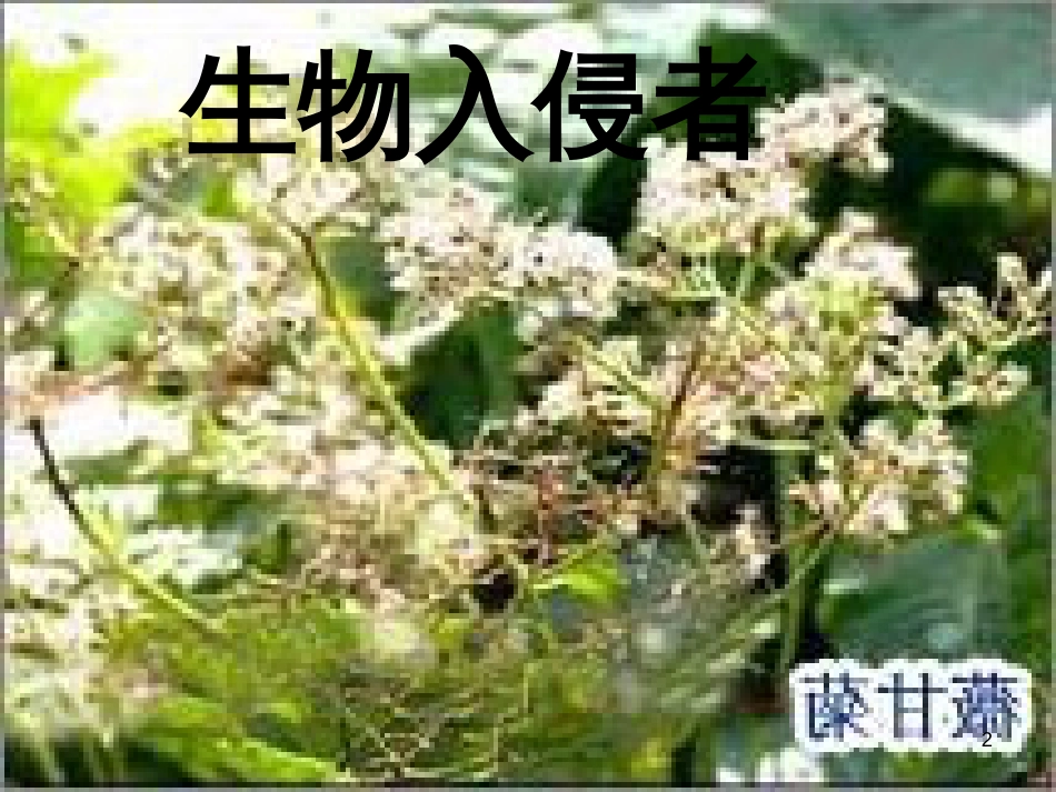 八年级物理上册 1.3《活动降落伞比赛》课件 （新版）教科版 (3060)_第2页