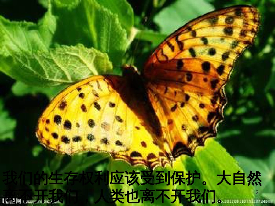 八年级生物下册 13.1 生物的分类课件1 北京版 (470)_第2页