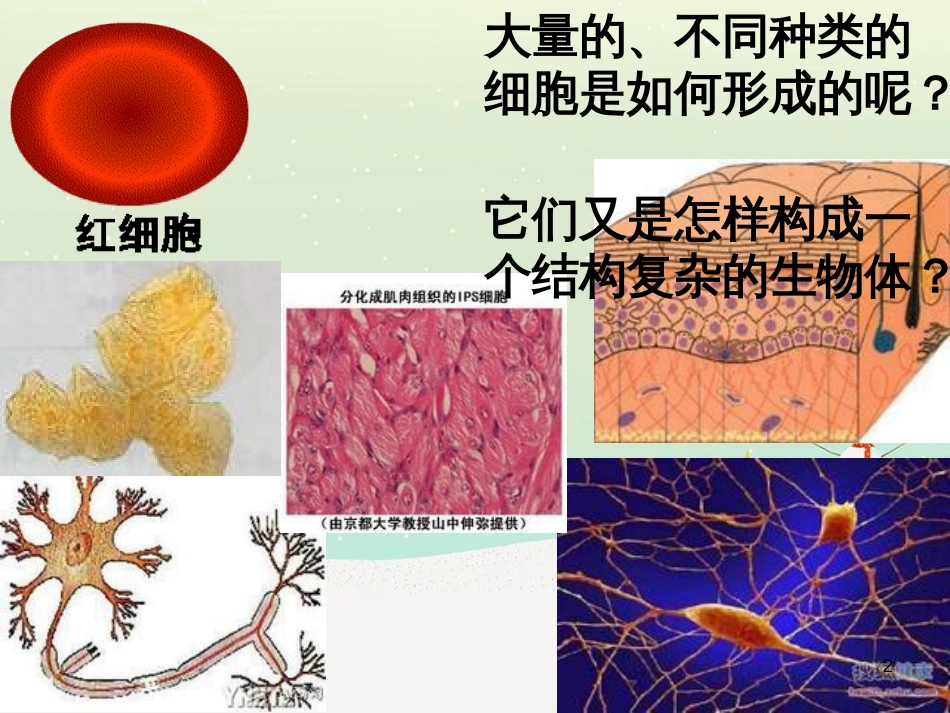 八年级物理上册 1.3《活动降落伞比赛》课件 （新版）教科版 (248)_第2页