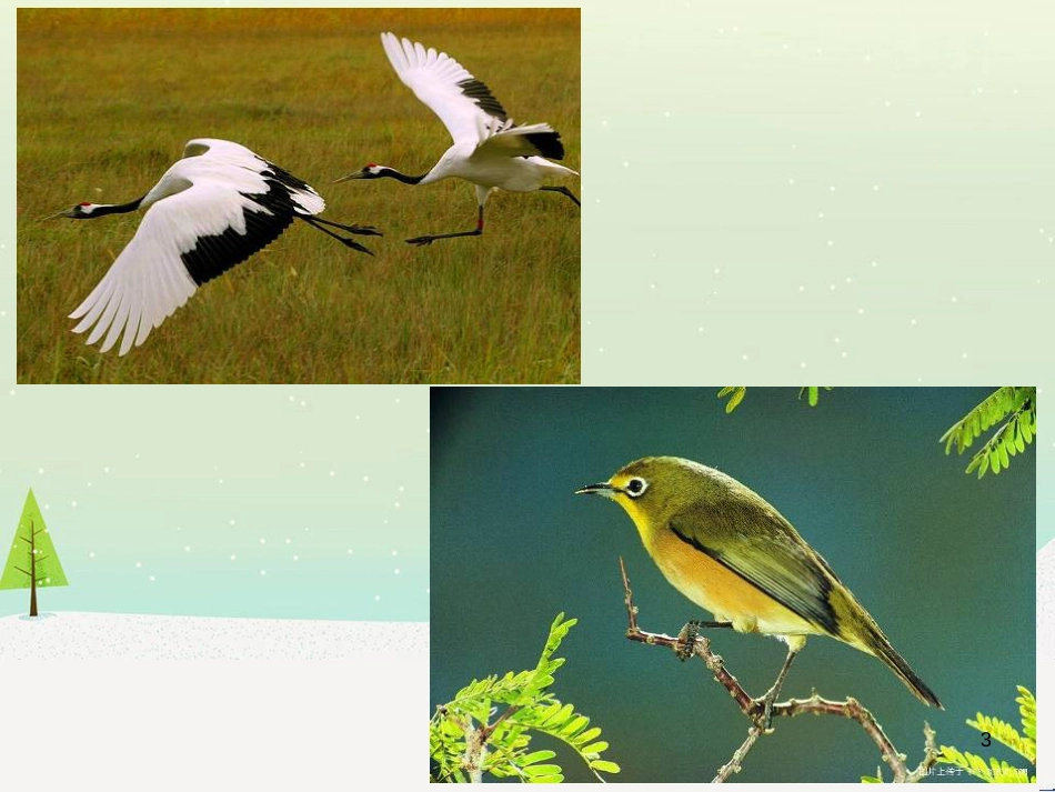 八年级生物下册 13.1 生物的分类课件1 北京版 (416)_第3页