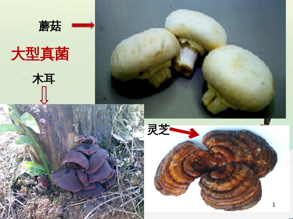 八年级生物上册 5.4.1《细菌和真菌的分布》课件3 （新版）新人教版_第1页