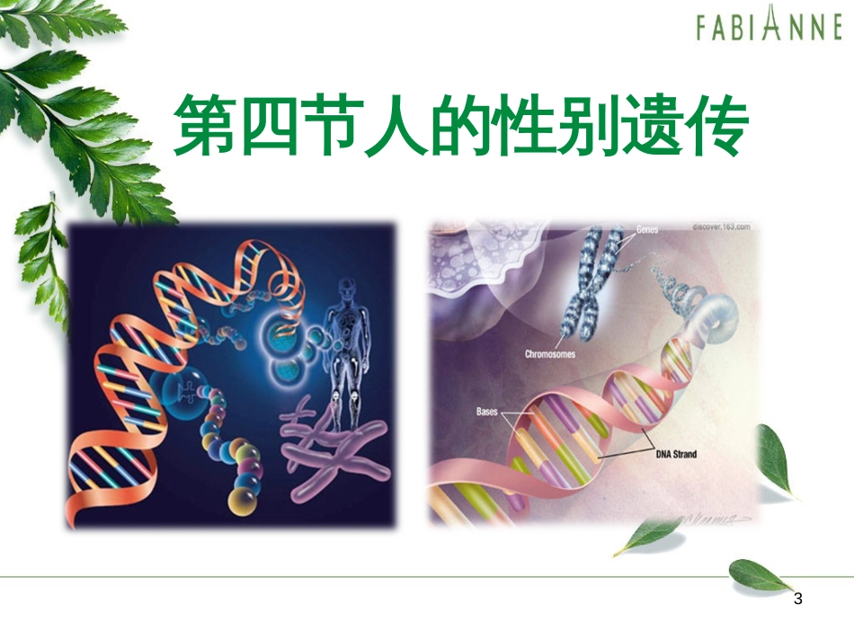 八年级生物下册 第七单元 第二章 第四节 人的性别遗传课件 （新版）新人教版_第3页