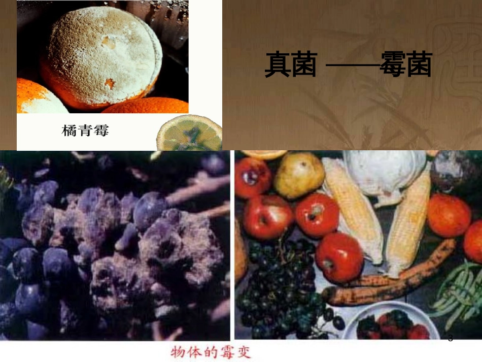 八年级生物上册 5.4.1 细菌和真菌的分布课件 （新版）新人教版 (1)_第3页