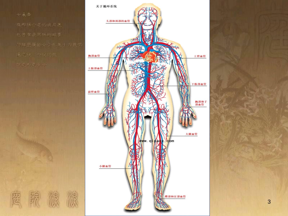 八年级生物上册 4.4.1 物质运输的载体课件 鲁科版五四制 (1)_第3页