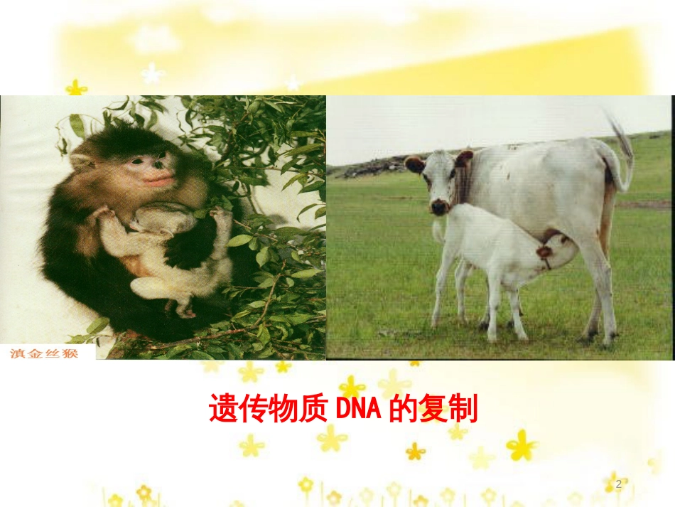 高中生物 第三章 遗传的分子基础 3.3 遗传信息的传递教学课件 浙科版必修2_第2页