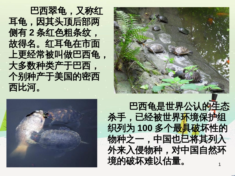 八年级物理上册 1.3《活动降落伞比赛》课件 （新版）教科版 (3062)_第1页