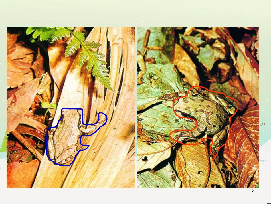 八年级生物下册 13.1 生物的分类课件1 北京版 (1295)_第2页