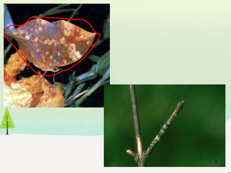 八年级生物下册 13.1 生物的分类课件1 北京版 (1295)_第3页