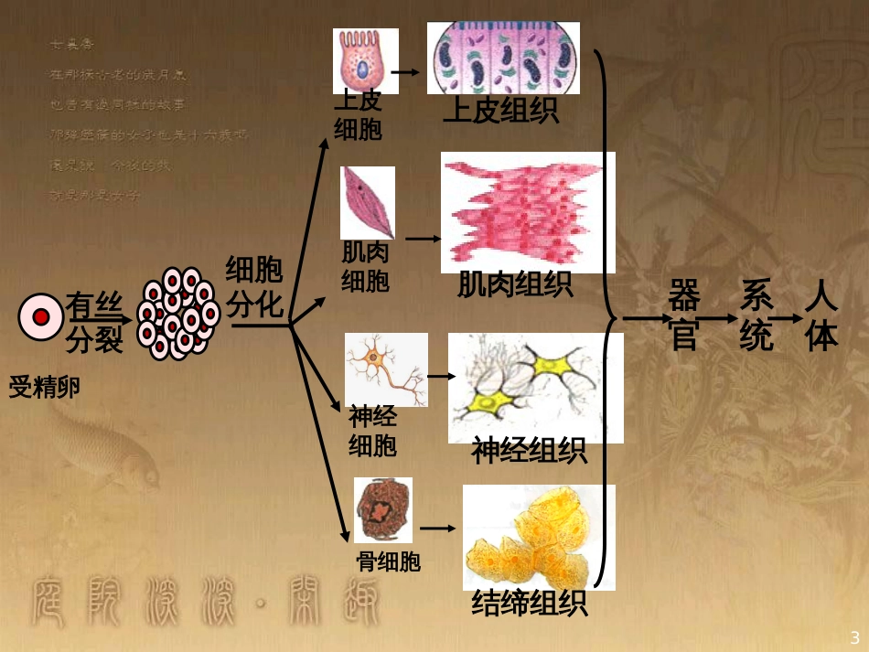 高中语文 11包身工课件 新人教版必修1 (26)_第3页