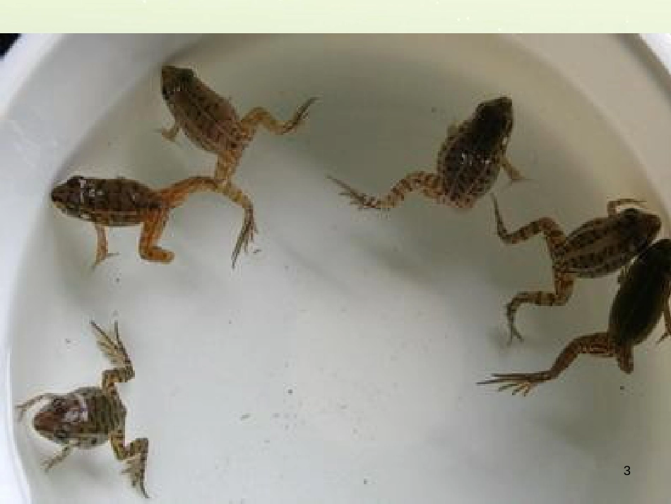 八年级生物下册 13.1 生物的分类课件1 北京版 (410)_第3页