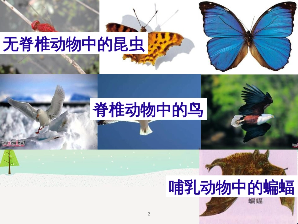 八年级生物上册 5.1.6《鸟》课件4 （新版）新人教版_第2页