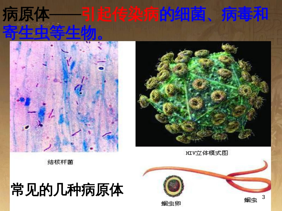 八年级生物下册 7.2.5 生物的变异课件 （新版）新人教版 (9)_第3页