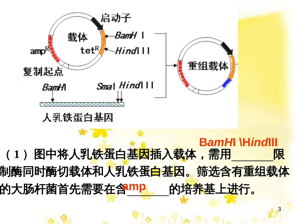 高中生物 现代生物科技复习课件 新人教版选修3_第3页
