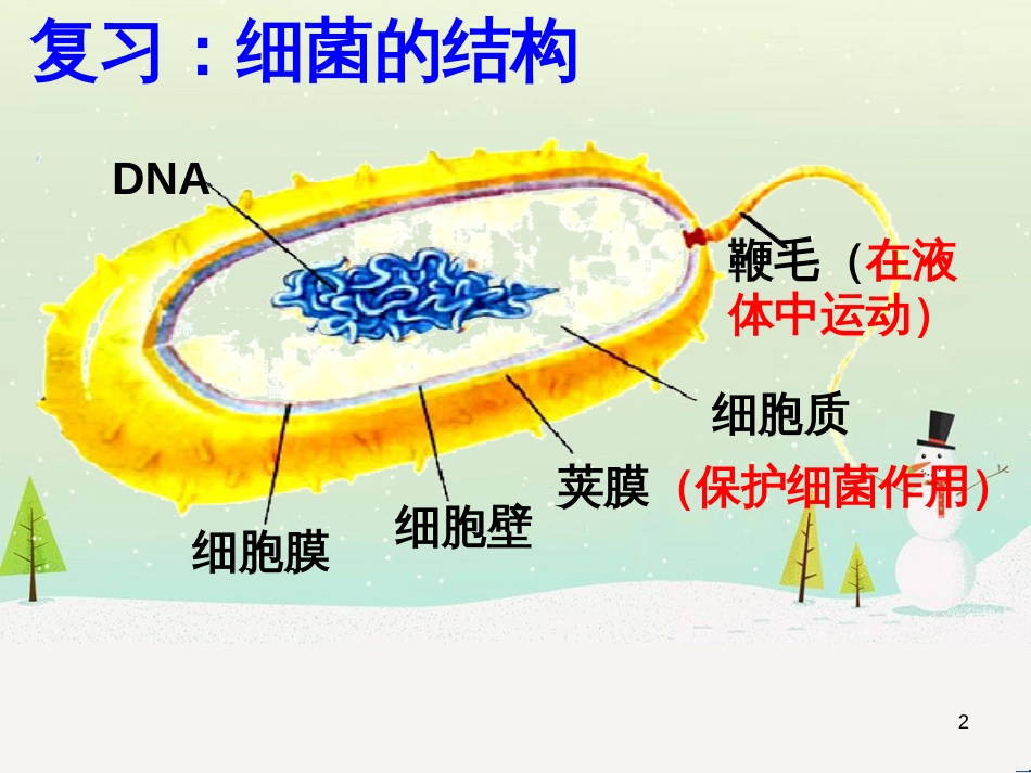 八年级生物上册 5.4.3《真菌》课件3 （新版）新人教版_第2页