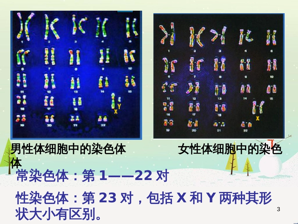 八年级生物上册 20.4《性别和性别决定》课件4 （新版）北师大版_第3页