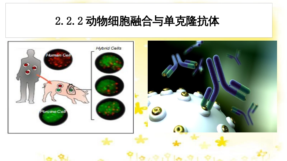 高中生物 专题2 动物细胞工程 2.4 动物细胞融合与单克隆抗体课件 新人教版选修3_第2页