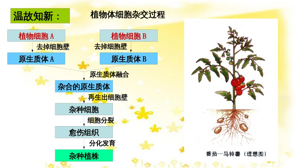 高中生物 专题2 动物细胞工程 2.4 动物细胞融合与单克隆抗体课件 新人教版选修3_第3页