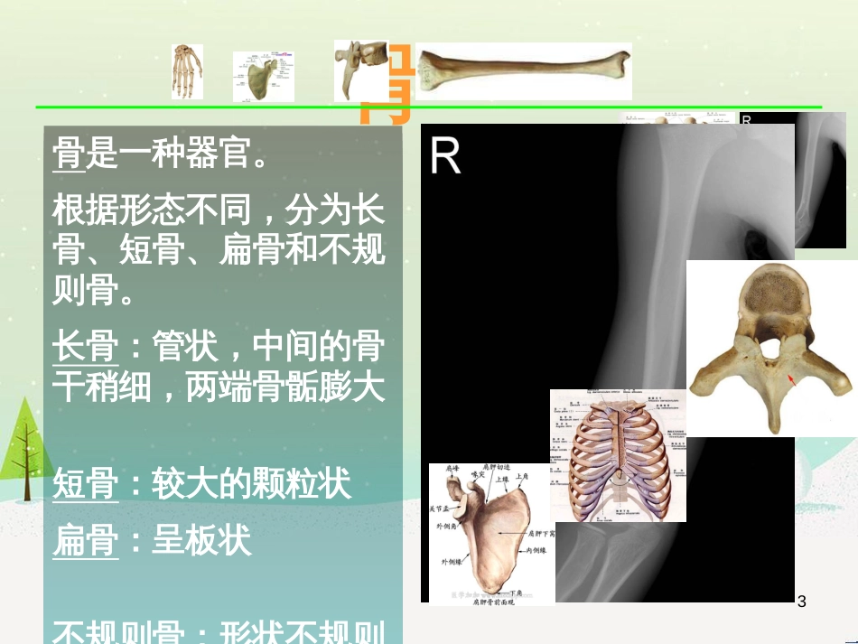 八年级生物上册 15.2《动物运动的形成》课件1 （新版）北师大版_第3页