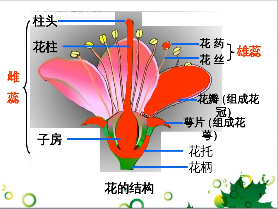 八年级生物上册 第10章 第3节 开花和结果课件 北京课改版 (3)_第3页