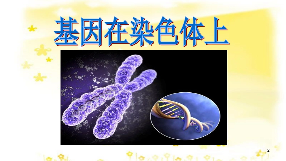 高中生物 第二章 基因和染色体的关系 2.2 基因在染色体上教学课件 新人教版必修2_第2页