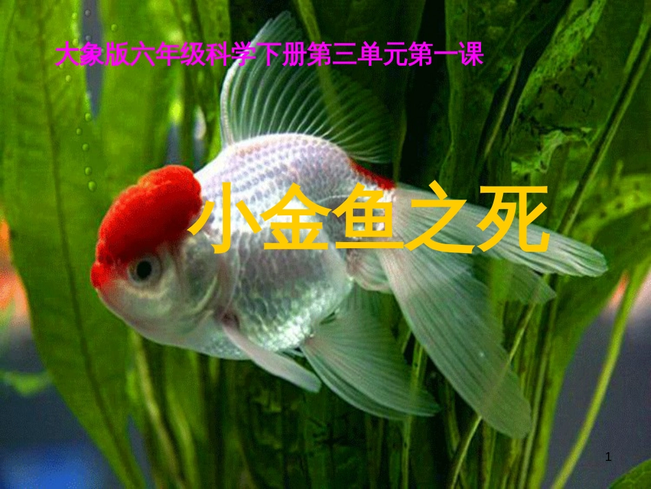八年级生物下册 13.1 生物的分类课件1 北京版 (913)_第1页