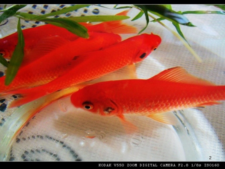 八年级生物下册 13.1 生物的分类课件1 北京版 (913)_第2页