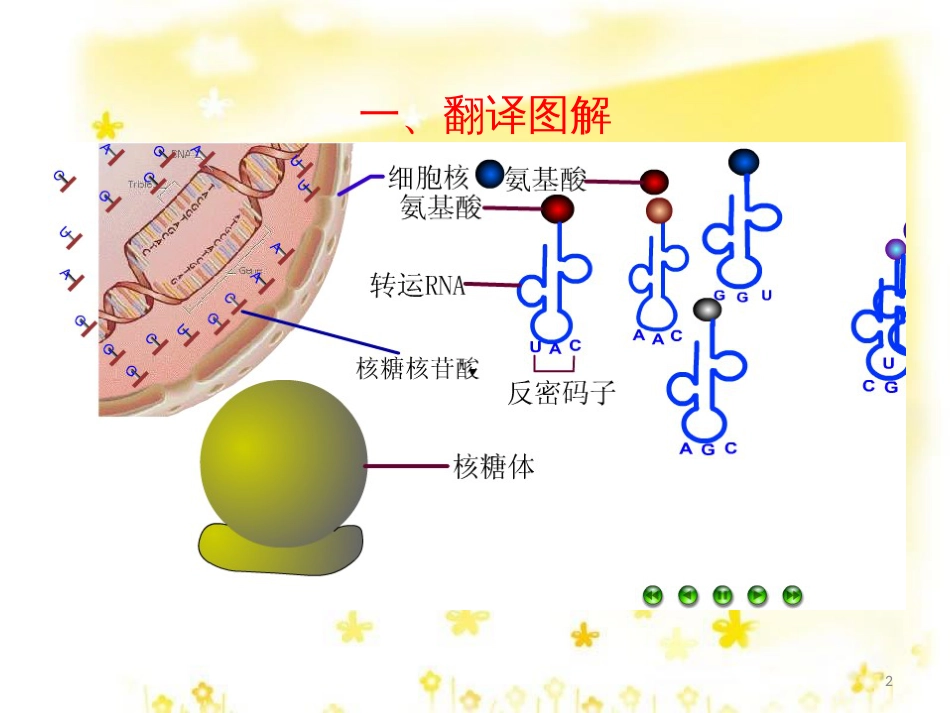 高中生物 第4章 基因的表达 第1节 基因指导蛋白质的合成（第2课时）课件 新人教版必修2_第2页