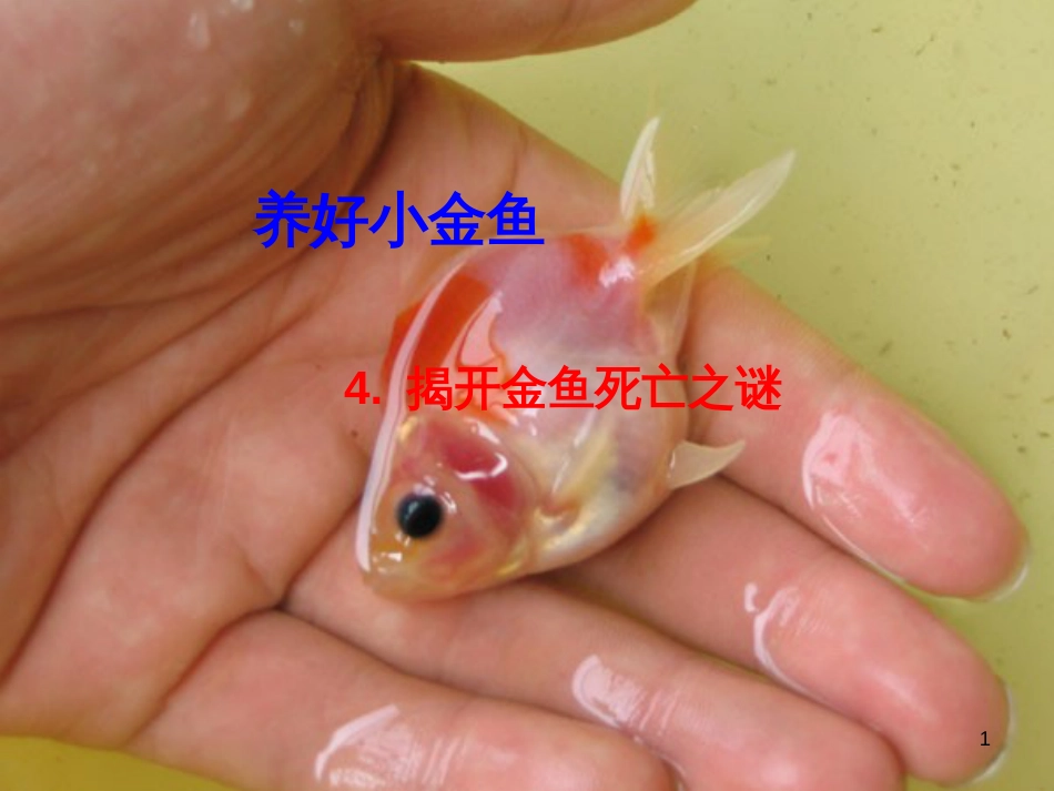 八年级生物下册 13.1 生物的分类课件1 北京版 (904)_第1页