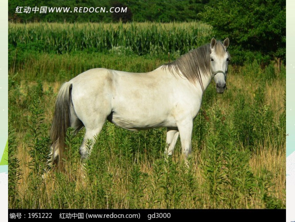 八年级物理上册 1.3《活动降落伞比赛》课件 （新版）教科版 (335)_第2页